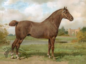 Hackney Horse by Eerelman